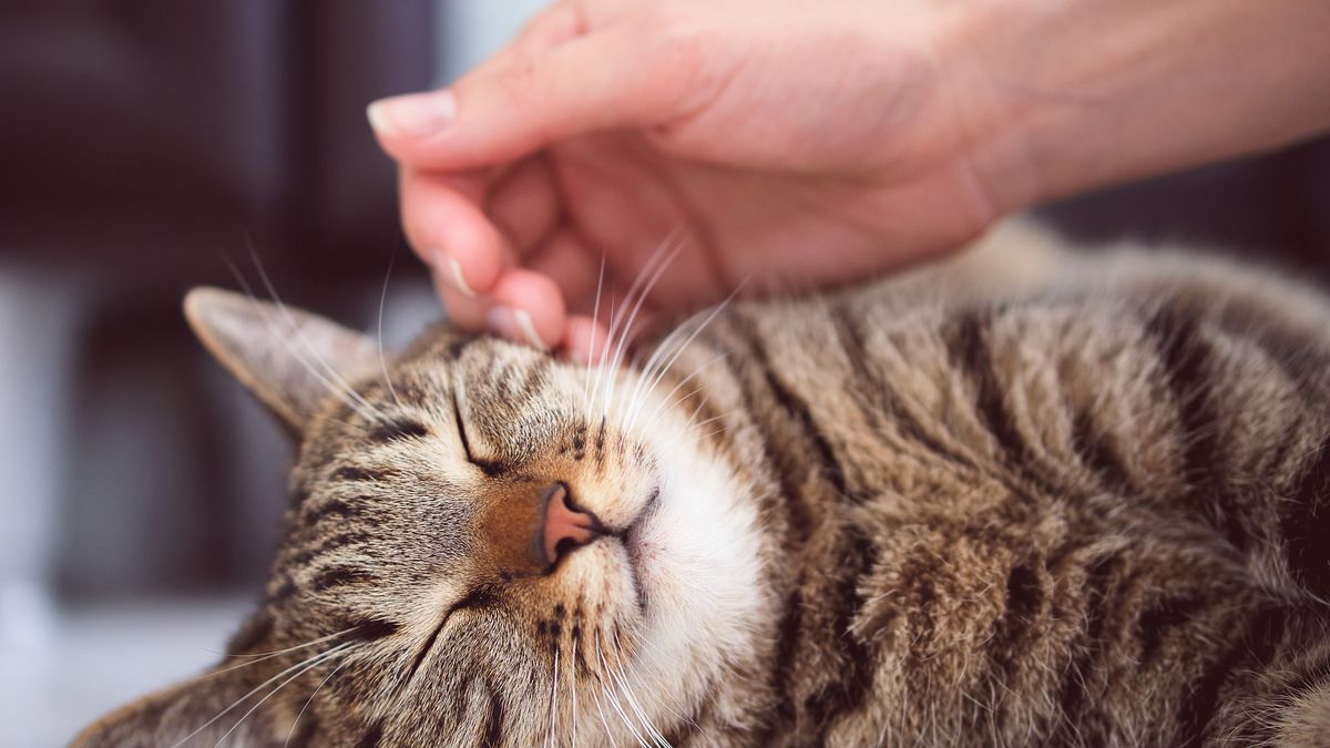 preview for 10 of the Cutest Cat Breeds