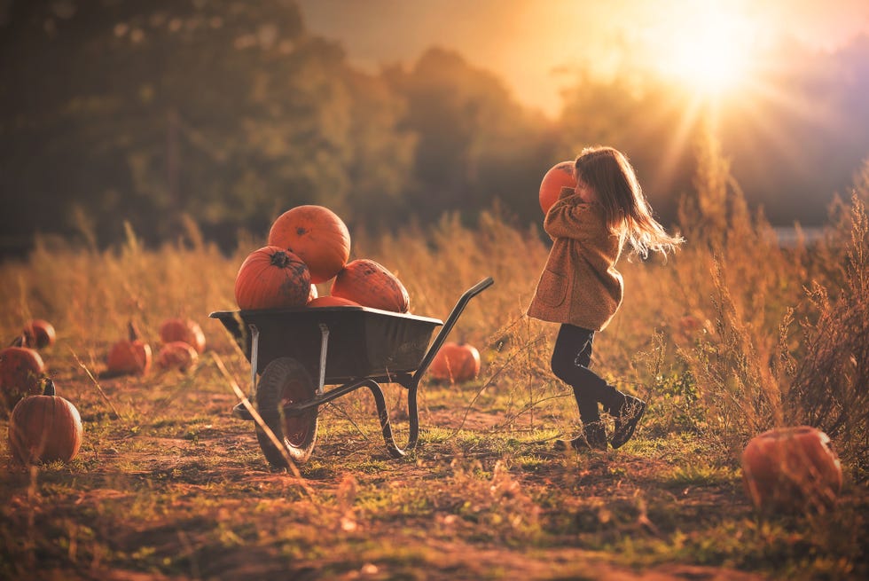Girl picking pumpkins in field, UK Girl picking pumpkins in field, UK