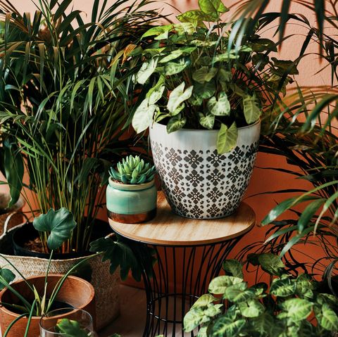 funny plant names