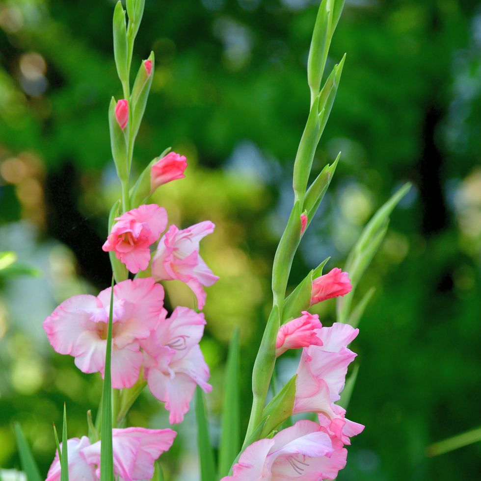 birth flower