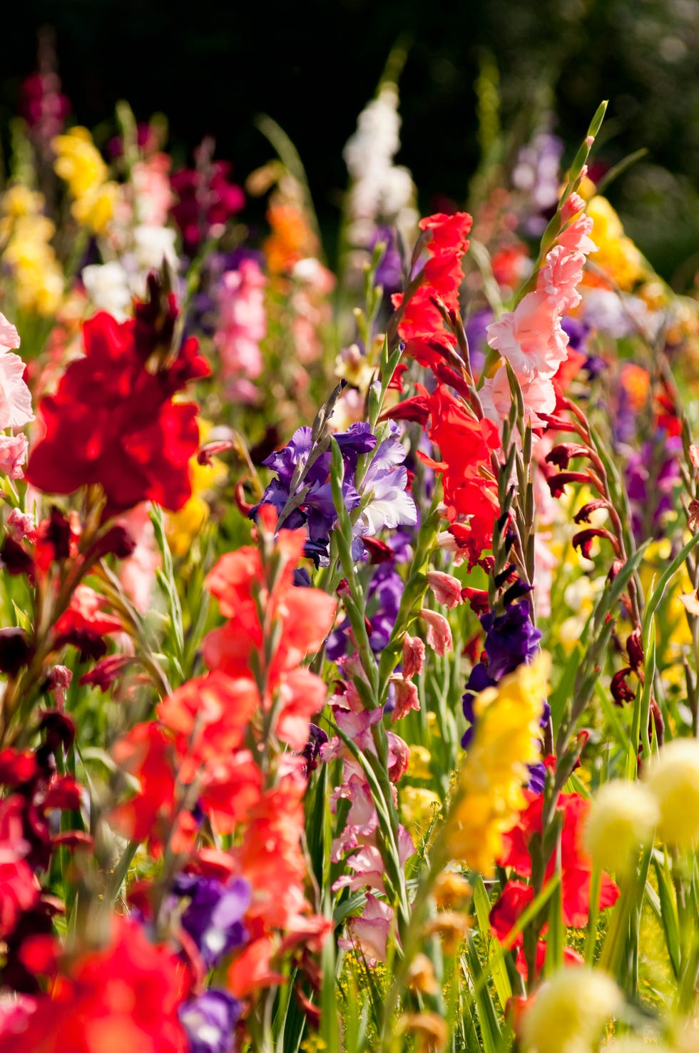 gladiolus growing in the garden