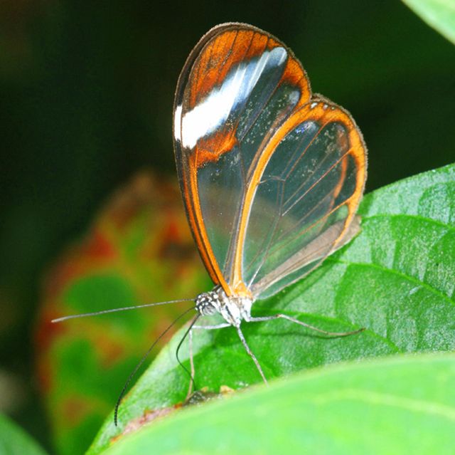 glasswing butterfly, greta oto, stratford upon avon butterfly park