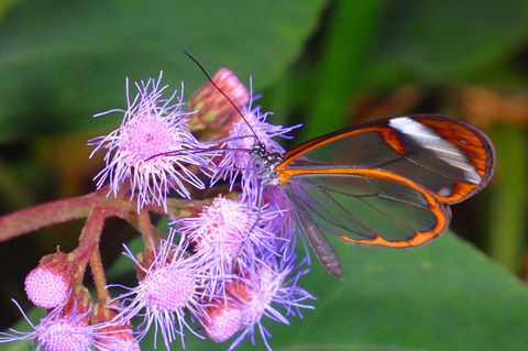 glasswing butterfly, greta oto, stratford upon avon butterfly park