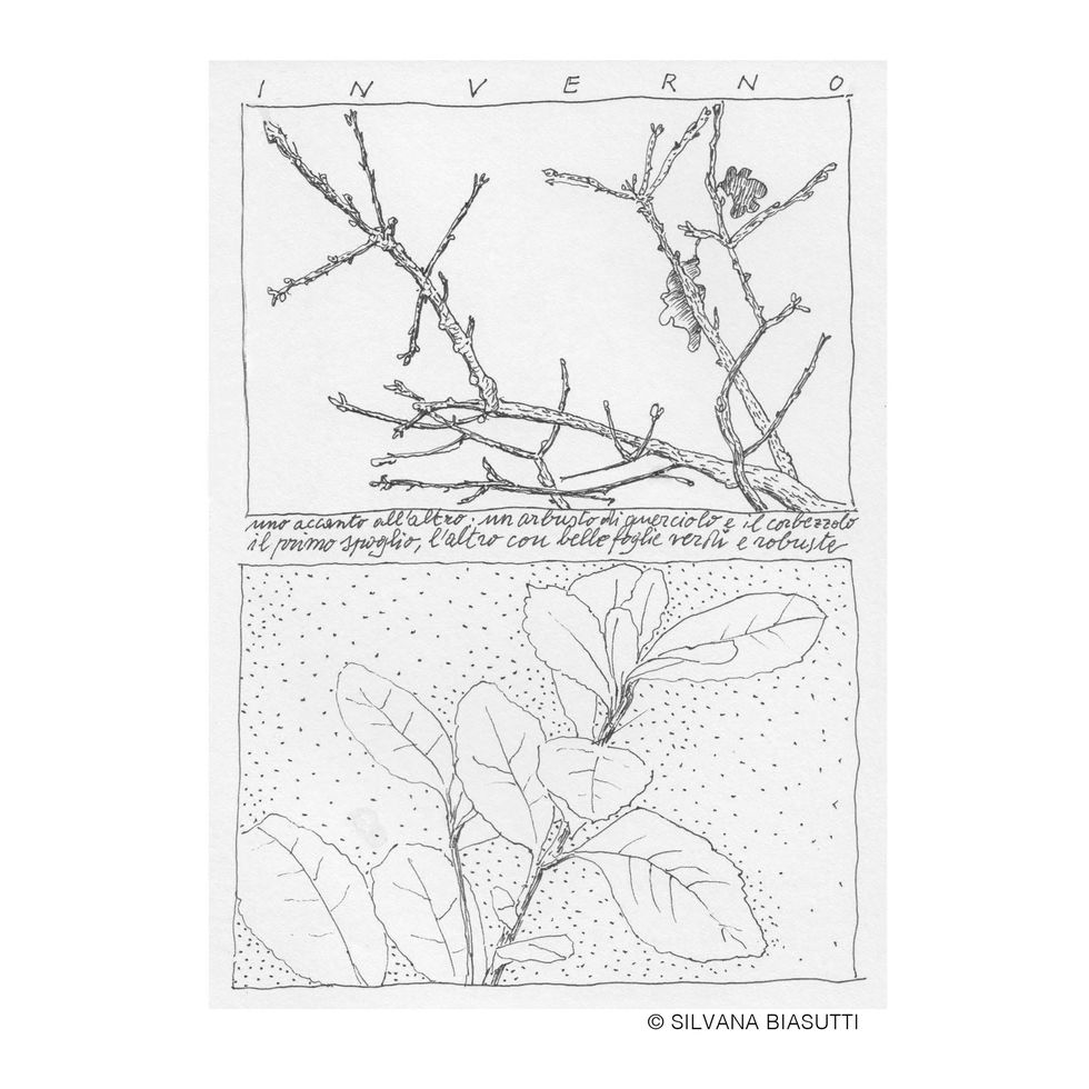 Branch, Twig, Line art, Drawing, Botany, Tree, Plant, Line, Sketch, Paper product, 