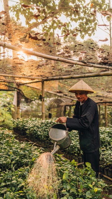 een boer werkt op een koffieplantage in indonesie