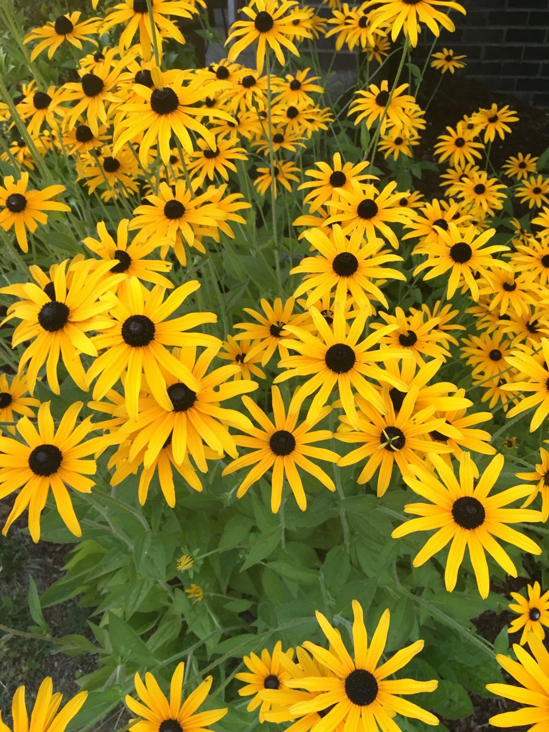 yellow daisy flower