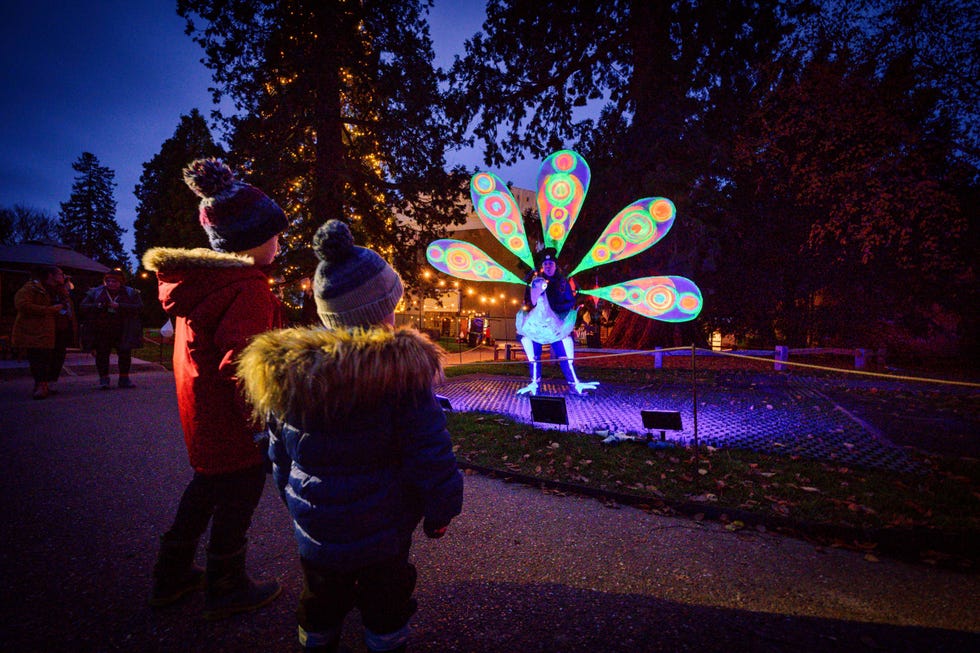 ardingly, uk 22 november, 2023 glow wild 2023rbg wakehurst picture by jim holden