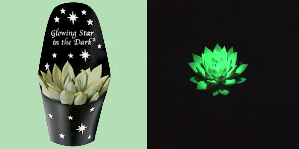 preview for Succulent Cupcakes Make The Cutest Garden