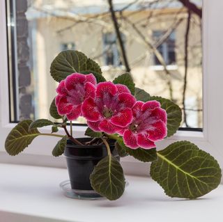 20 beautiful nontoxic houseplants safe for cats gloxinia on the windowsill