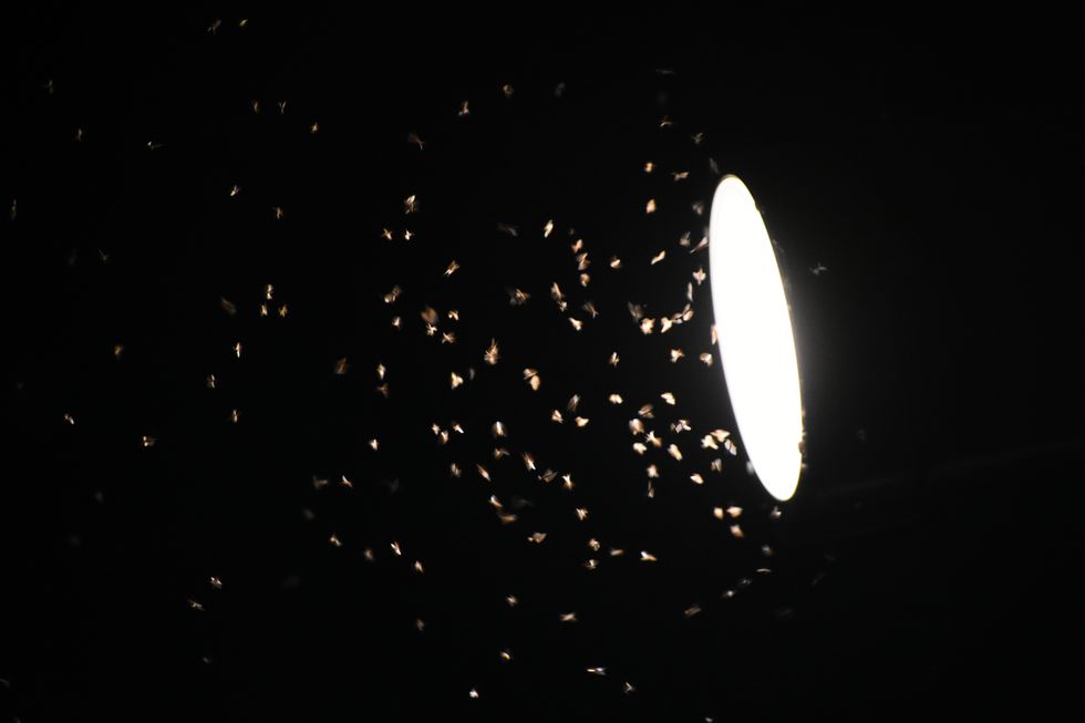 gnat around a lamp at night