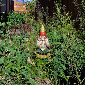 gnome disgusted by overgrown yard