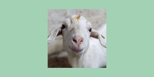 ウェブ会議や飲み会の盛り上げ役に イギリスのランカシャーにある農場「cronkshaw fold farm﻿」が提供する、ヤギのオンライン上でのレンタルサービスが話題！