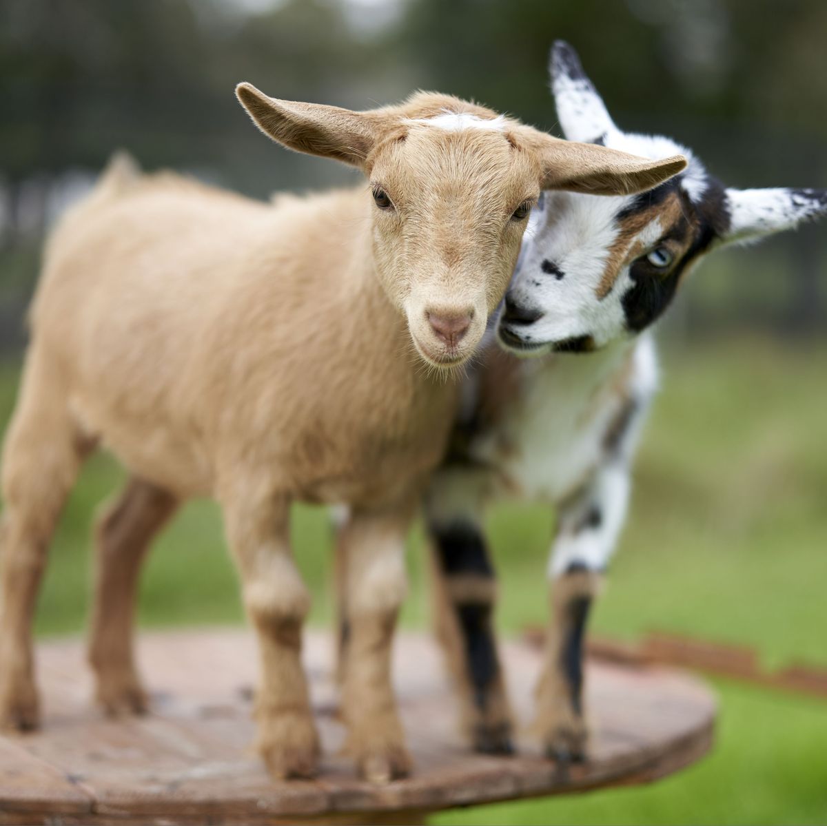 Goat, Description, Breeds, Milk, & Facts
