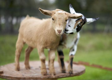 two baby goats cuddling