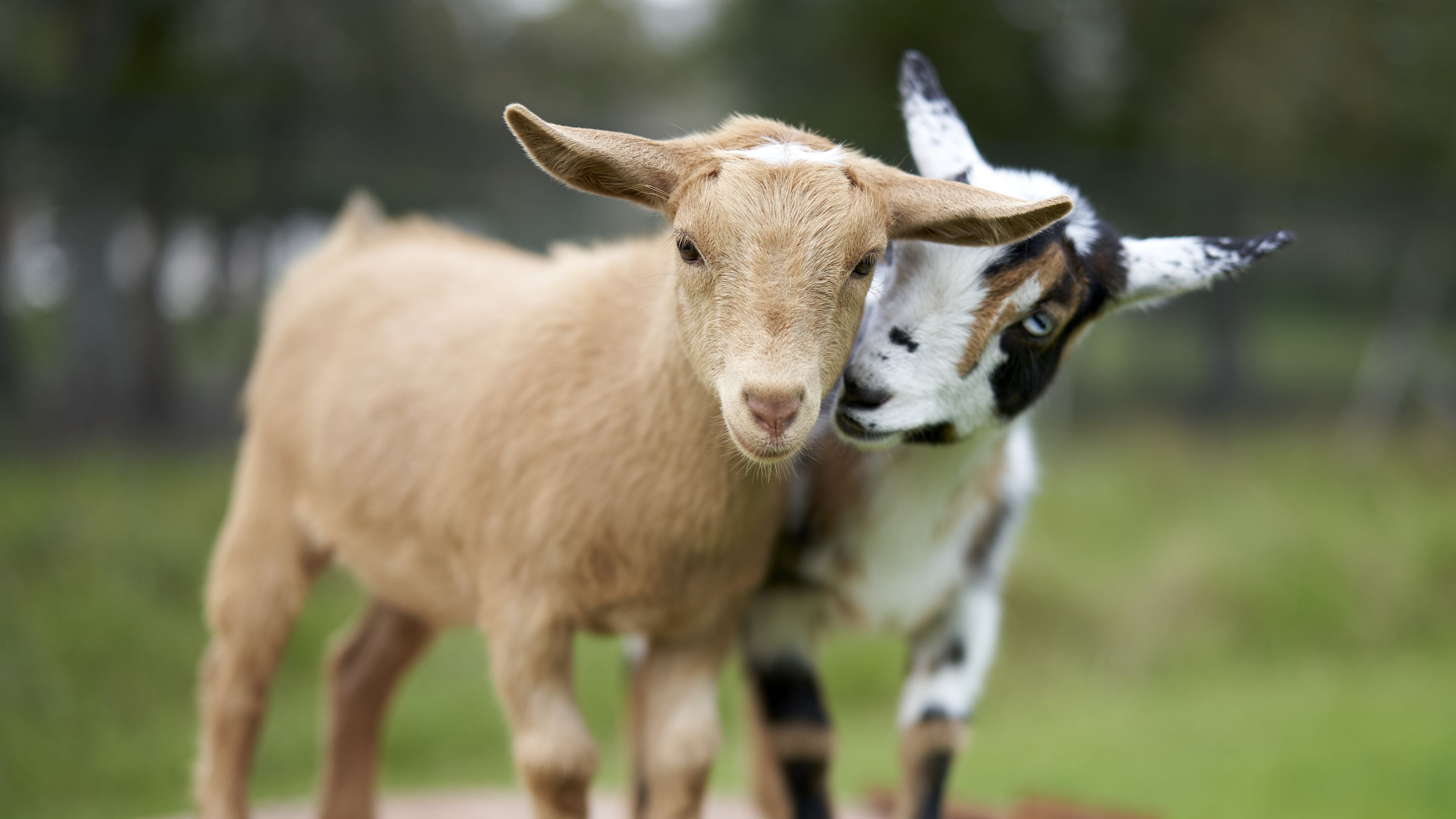 7 Popular Dairy Goat Breeds | Best Dairy Goats For Beginners