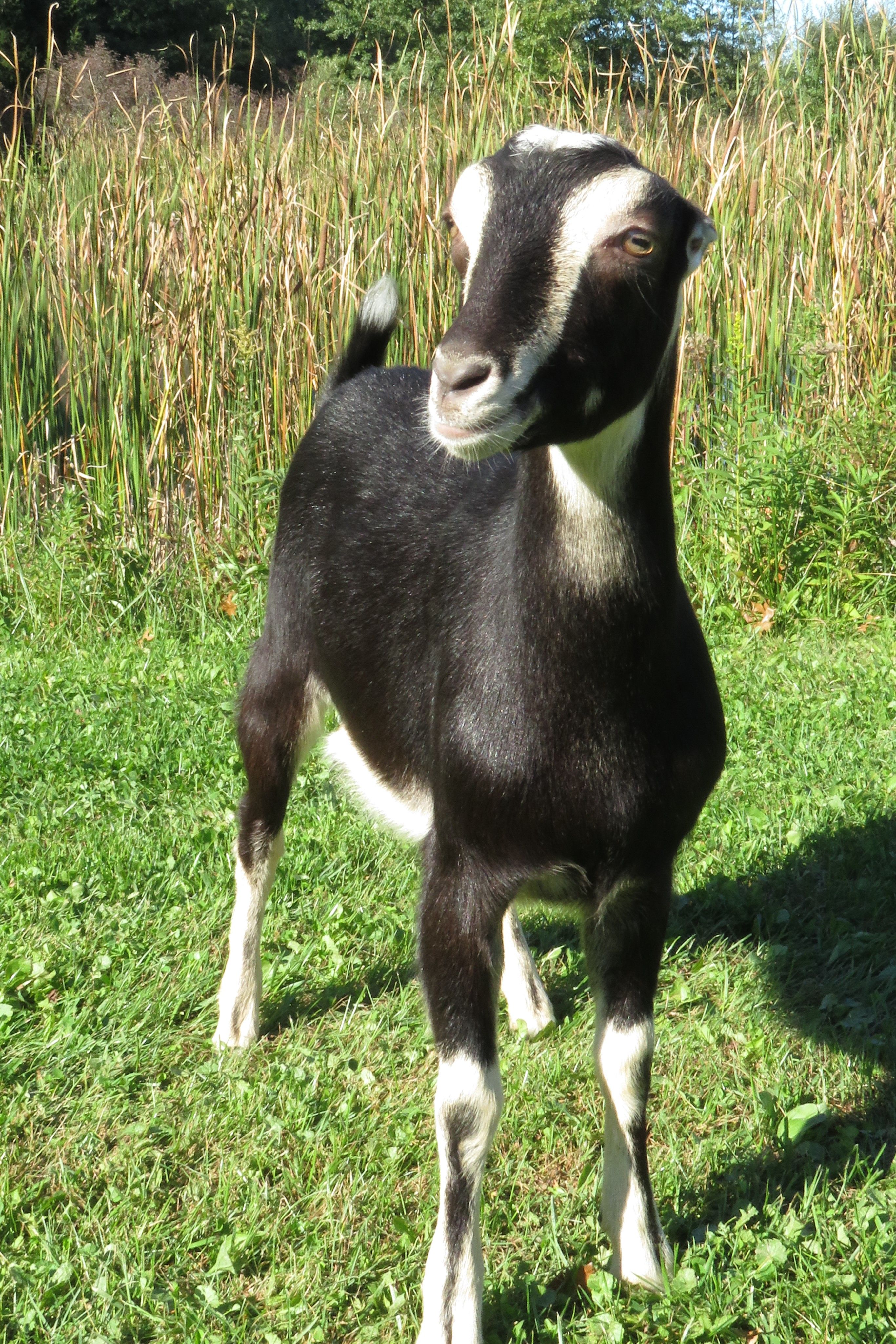 goat black and white
