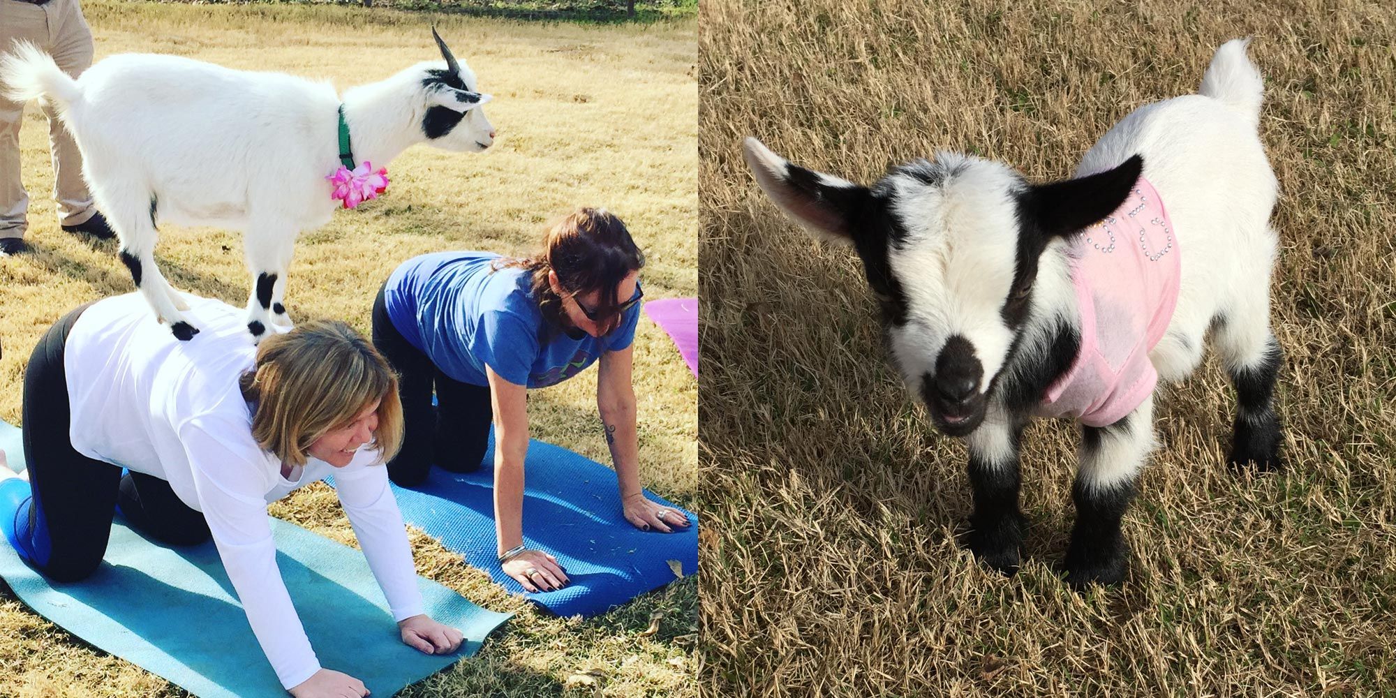 I Took a Goat Yoga Class and It Was Hilarious