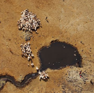 geiten in de keniaanse woestijn op zoek naar water