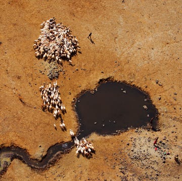 world water map geiten in de keniaanse woestijn op zoek naar water