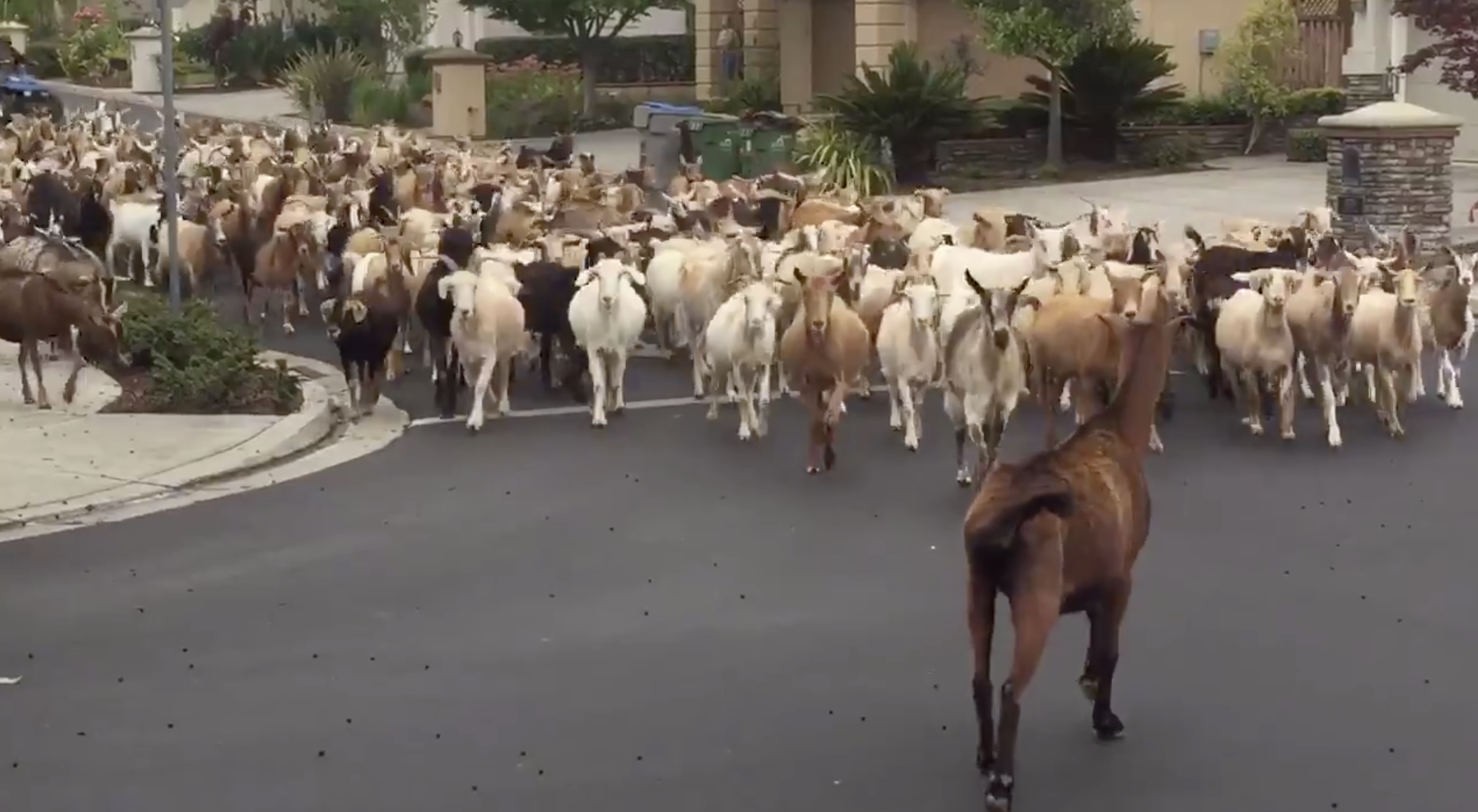 A Herd of Goats Escapes and Takes Over a California Neighborhood