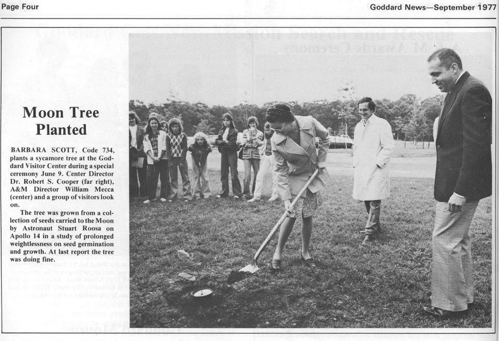 Een krantenknipsel uit de Goddard News van september 1977 bericht over de plantingsceremonie van de maanboom die nog altijd voor het NASAcentrum in Maryland gedijt