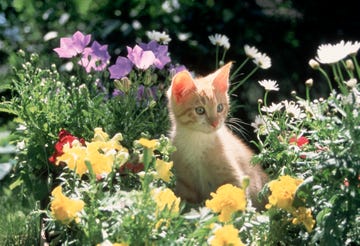 gold kitten sitting in flower bed