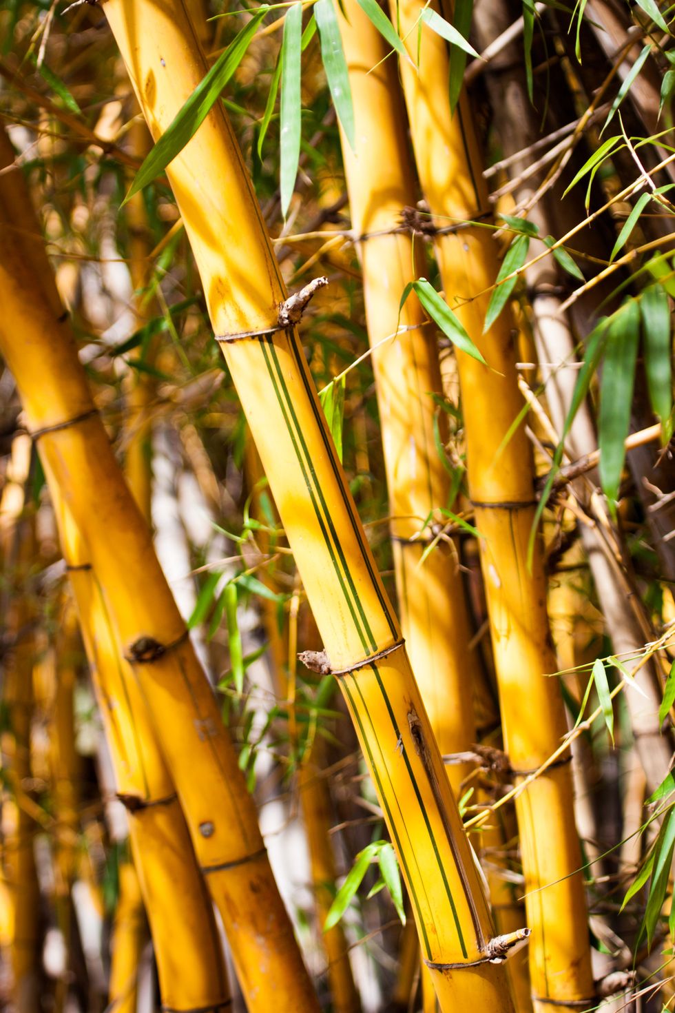Golden bamboo stem of common bamboo - Bambusa vulgaris