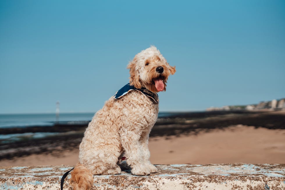 apricot colour goldendoodle sitting on the beach he is wearing scarf thats one happy dog