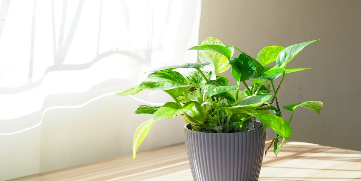 The 12 Best Plants to Make Your Bedroom Feel Like a Cozy Oasis