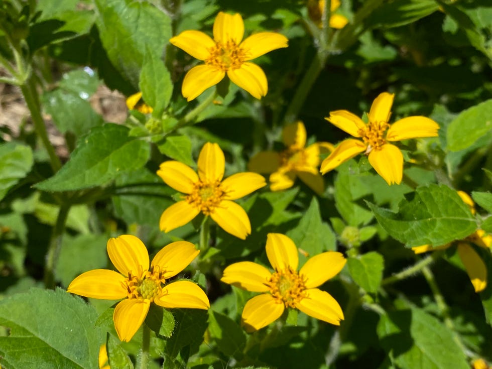 golden knee chrysogonum virginianum, green and gold, goldenstar, goldkrbchen virginia goldkoerbchen genou dor or gold cup the botanical garden of the university of zurich, switzerland