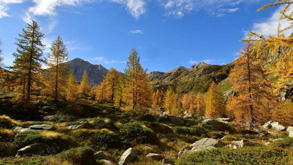foresta con alberi in autunno