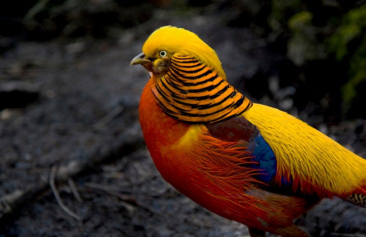 Golden Pheasant