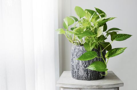 best indoor plants for health pothos plant