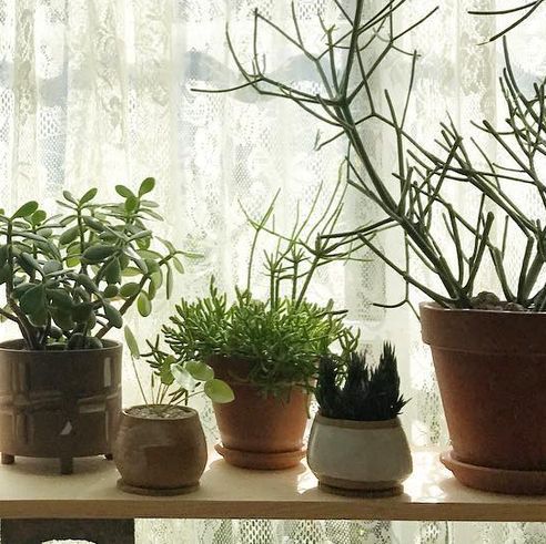 bedroom plants that help you sleep