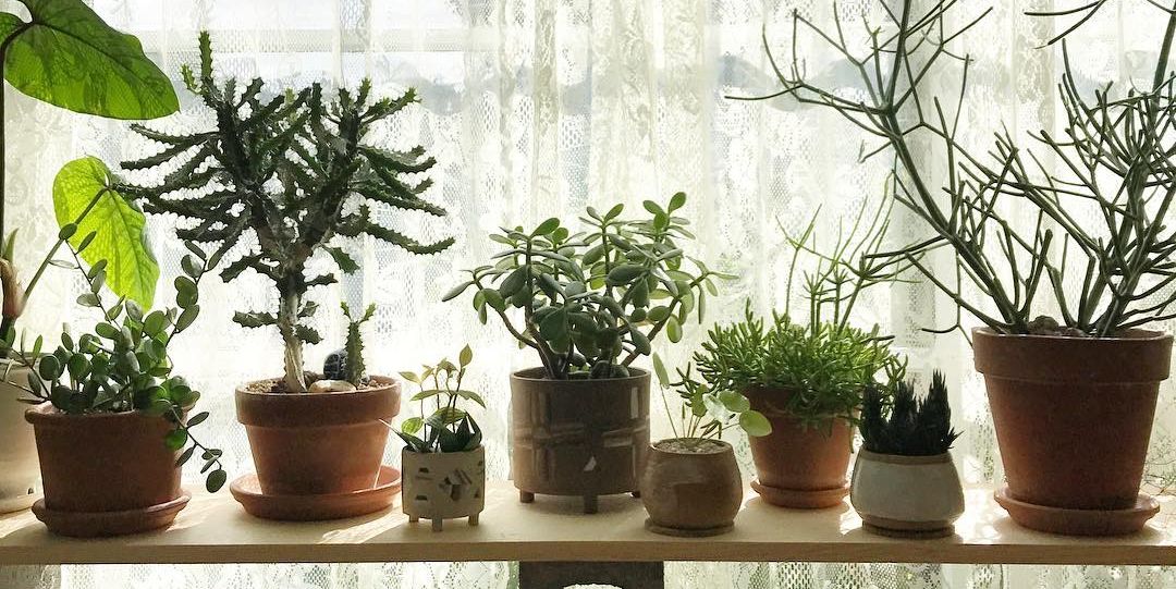 Flowerpot, Houseplant, Plant, Flower, Herb, Botany, Interior design, Room, Window, 