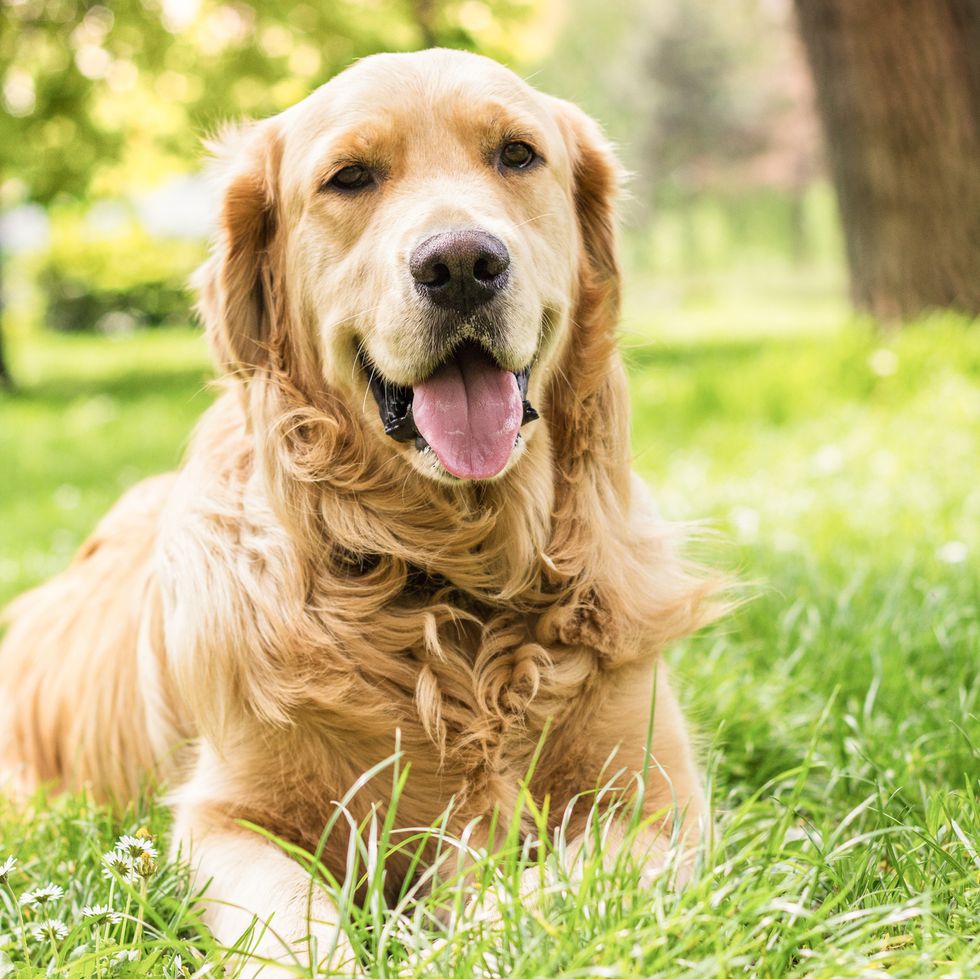 Find the Most Popular Dog Breed for Your Zodiac Sign