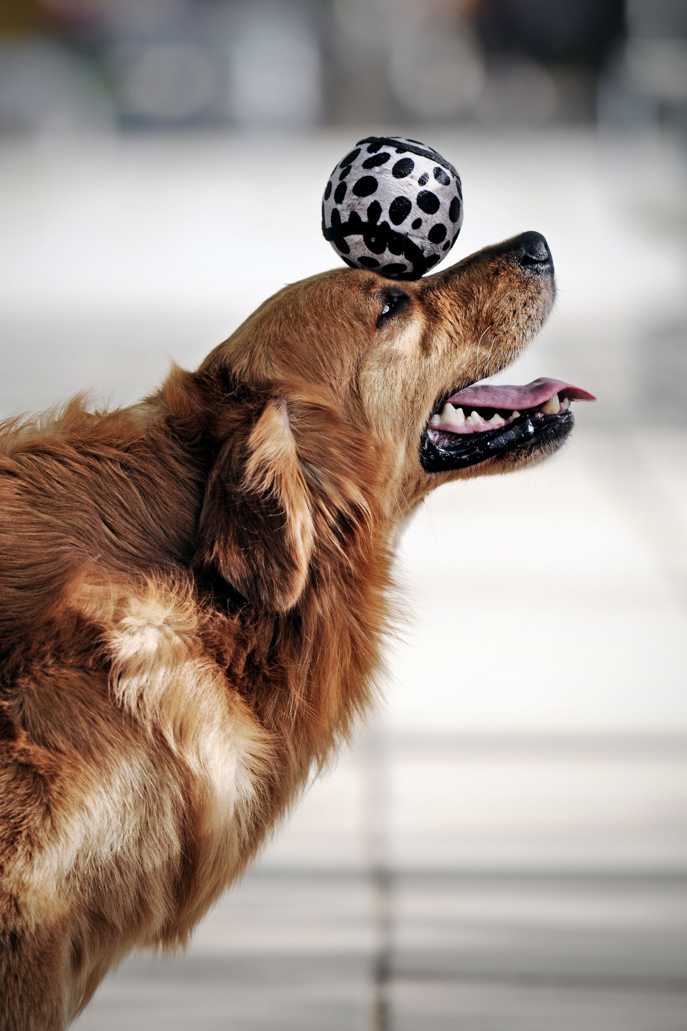 The 10 Smartest Dog Breeds & What Makes Them Clever – Dogster