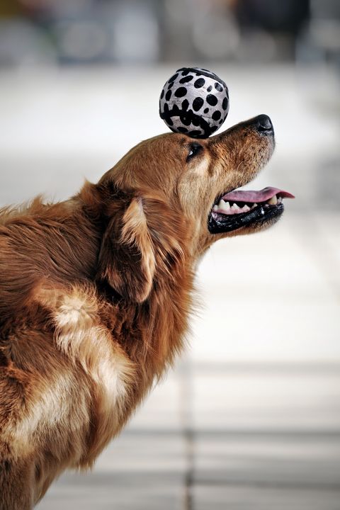 golden retriever dog heading the ball in profile
