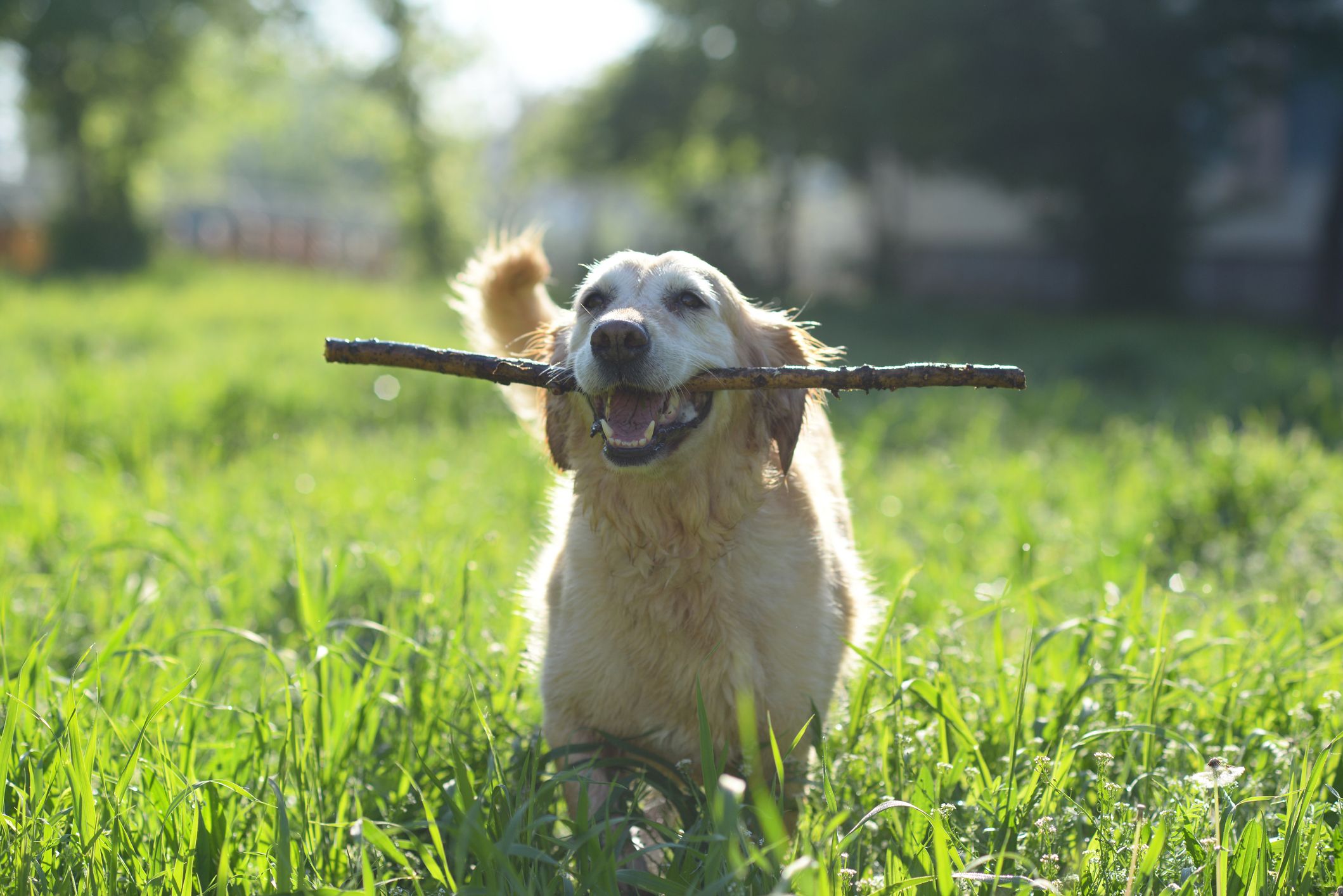 6 Dog Games To Play With Your Pup