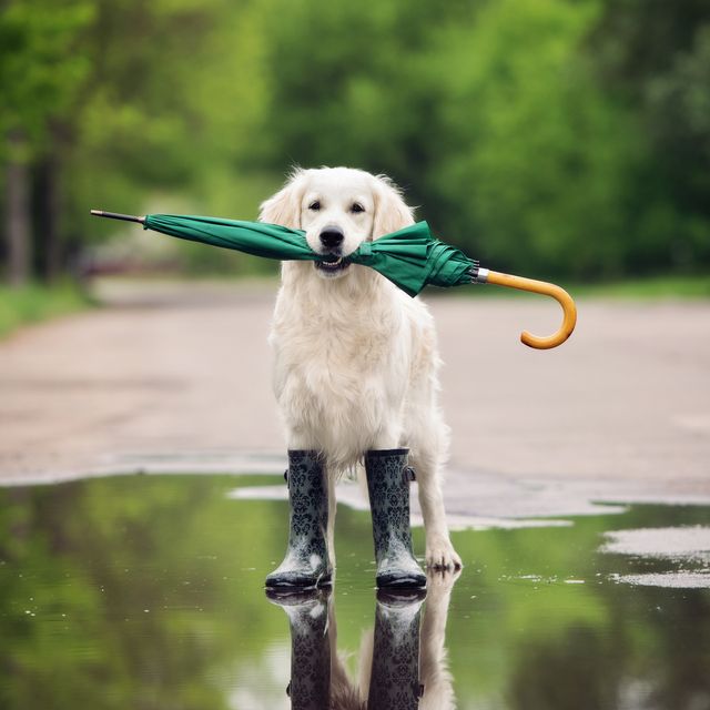 golden retriever dog in rain boots holding an umbrella