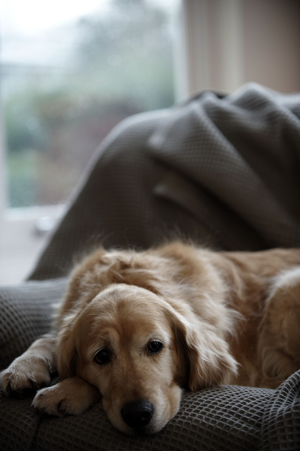 golden retriever dog lying on sofa