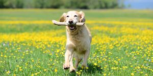 golden retriever dog playing with stick on a flower meadow outdoors