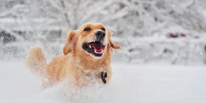 Golden retriever dog running on fresh snow