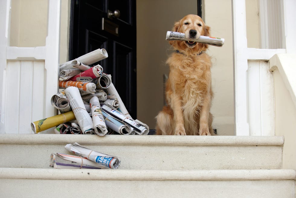 12 easiest dogs to train golden retriever