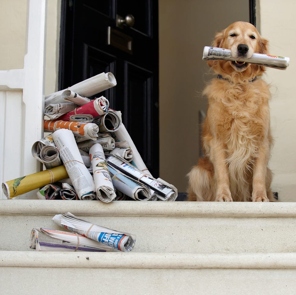 12 Easiest Dogs to Train - Golden Retriever 12 easiest dogs to train golden retriever