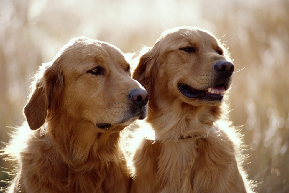 golden retriever dogs
