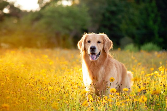 golden retriever in the field with yellow flowers
