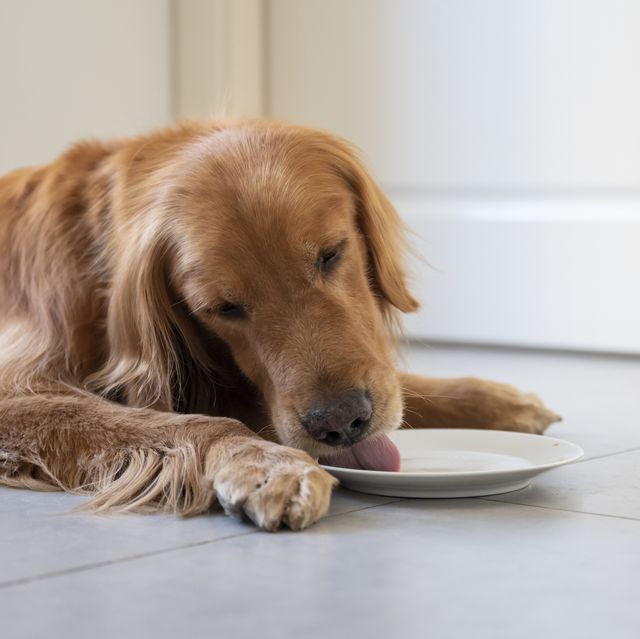 Here's Why It's Dangerous to Let Your Dog Lick Your Plate