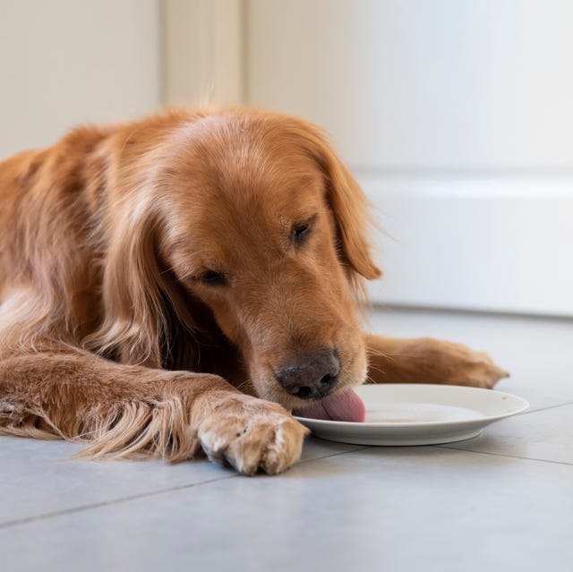 golden retriever lying on the floor and eating