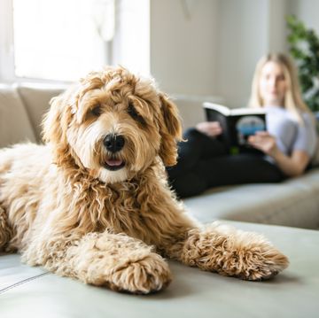 a woman with his golden labradoodle dog at home
